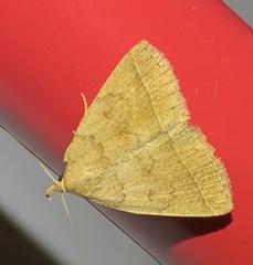 Zanclognatha marcidilinea