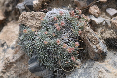 Eriogonum gilmanii