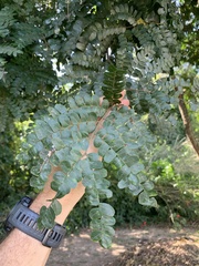 Paubrasilia echinata