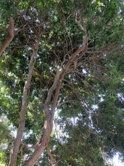 Paubrasilia echinata