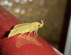 Zanclognatha marcidilinea