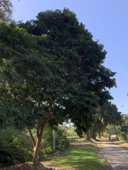 Paubrasilia echinata