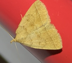 Zanclognatha marcidilinea