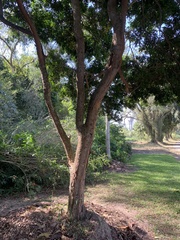 Paubrasilia echinata