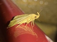 Zanclognatha marcidilinea