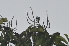 Stilpnia nigrocincta