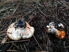 Hypomyces lateritius