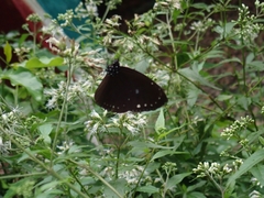 Euploea eunice hobsoni
