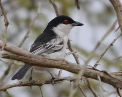 Dryoscopus cubla hamatus