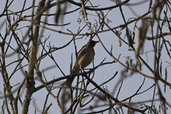 Turdus ignobilis