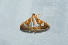 Glyphodes bivitralis