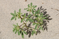 Carsonia sparsifolia