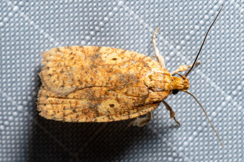 Four-dotted Agonopterix Moth photo 4