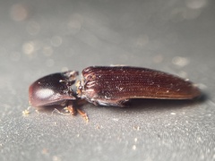 Dicrepidius palmatus