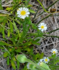 Erigeron lonchophyllus