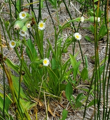 Erigeron lonchophyllus