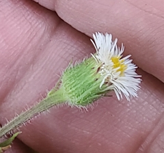 Erigeron lonchophyllus
