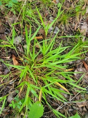 Dichanthelium bicknellii