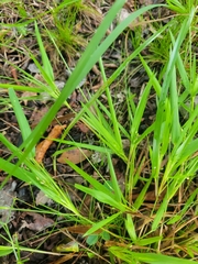 Dichanthelium bicknellii