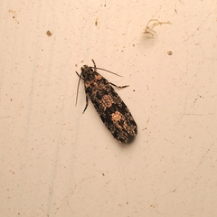 Scardiinae