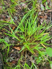 Dichanthelium bicknellii