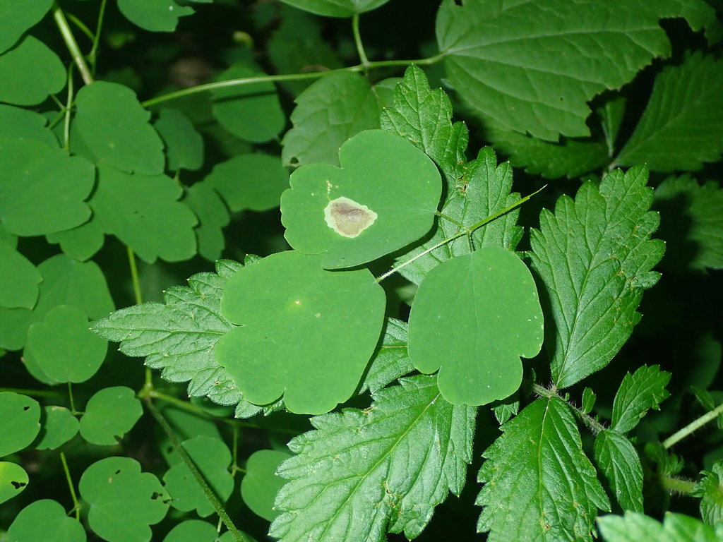 Phytomyza plumiseta