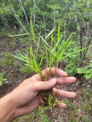 Dichanthelium bicknellii