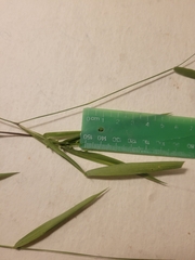 Dichanthelium bicknellii