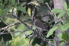 Turdus ignobilis
