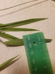 Dichanthelium bicknellii