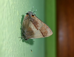 Lamprospilus collucia