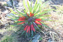 Fascicularia bicolor