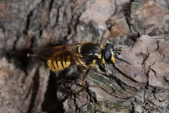 Sphecomyia