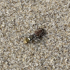 Cicindela bellissima