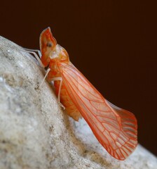 Apache californicum