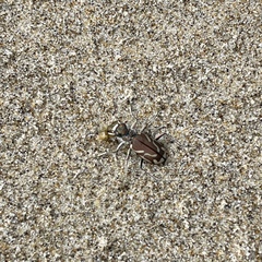 Cicindela bellissima