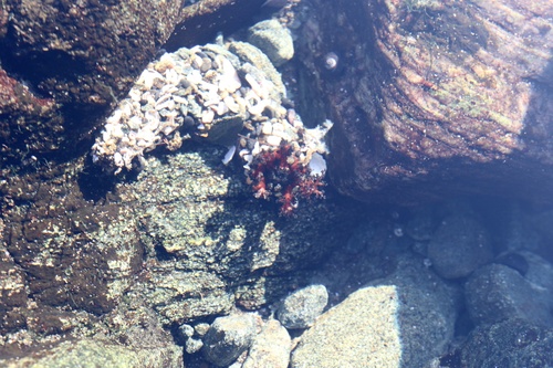 Burrowing shaggy sea cucumber