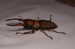 Prosopocoilus astacoides