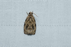 Sycacantha