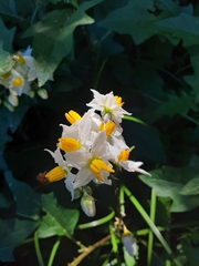 Solanum carolinense