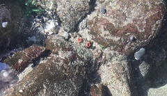 Pyura chilensis