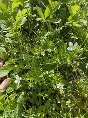 Anemonastrum sibiricum