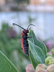 Tetraopes tetrophthalmus
