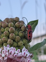 Tetraopes tetrophthalmus
