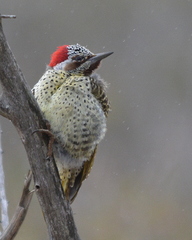 Campethera bennettii bennettii