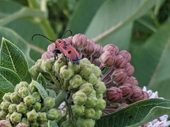 Tetraopes tetrophthalmus