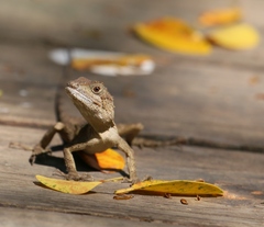 Diploderma swinhonis