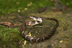 Chironius grandisquamis