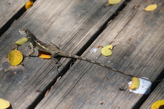 Diploderma swinhonis