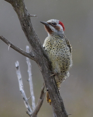 Campethera bennettii bennettii